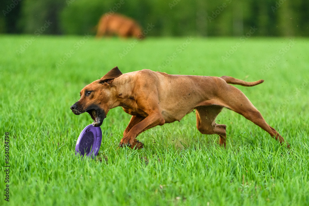 Active rhodesian ridgeback dog running catching flying disk outdoors Active rhodesian ridgeback dog running catching flying disk outdoors