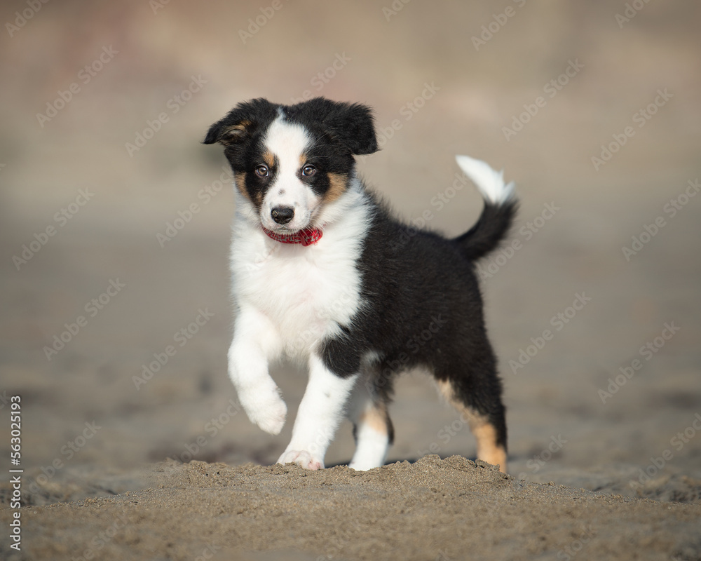 Border Collie Puppy on Beach