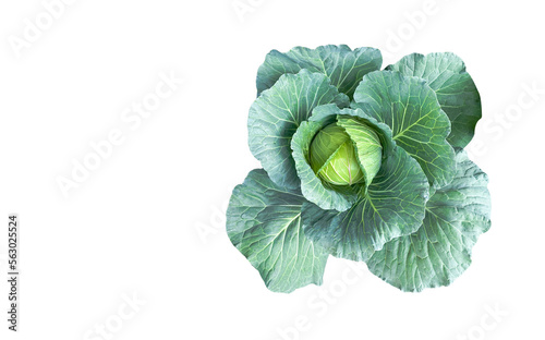 Isolated top view of green young cabbage with clipping paths on white background