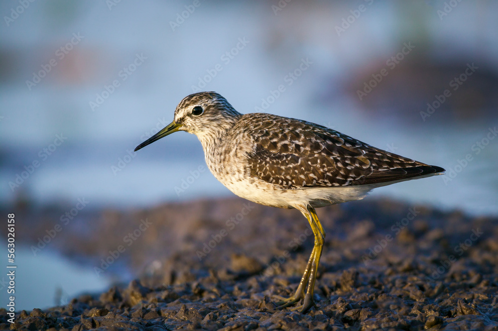 Common greenshank (Tringa nebularia). Mashatu, Northern Tuli Game Reserve. Botswana Common greenshank (Tringa nebularia). Mashatu, Northern Tuli Game Reserve. Botswana