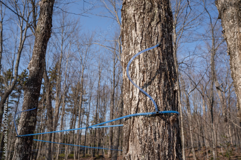 Collecting sap with modern plastic tubing. Maple sugaring. Sugaring.Sap