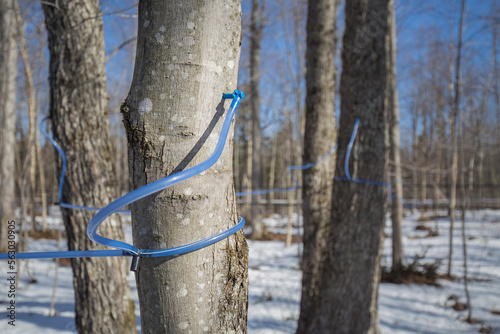 Collecting sap with modern plastic tubing.  Maple sugaring.  Sugaring.Sap lines.  Maple tubing collection system.  Tapping maple tree.  Maple tree tapping.  Producing maple syrup. 