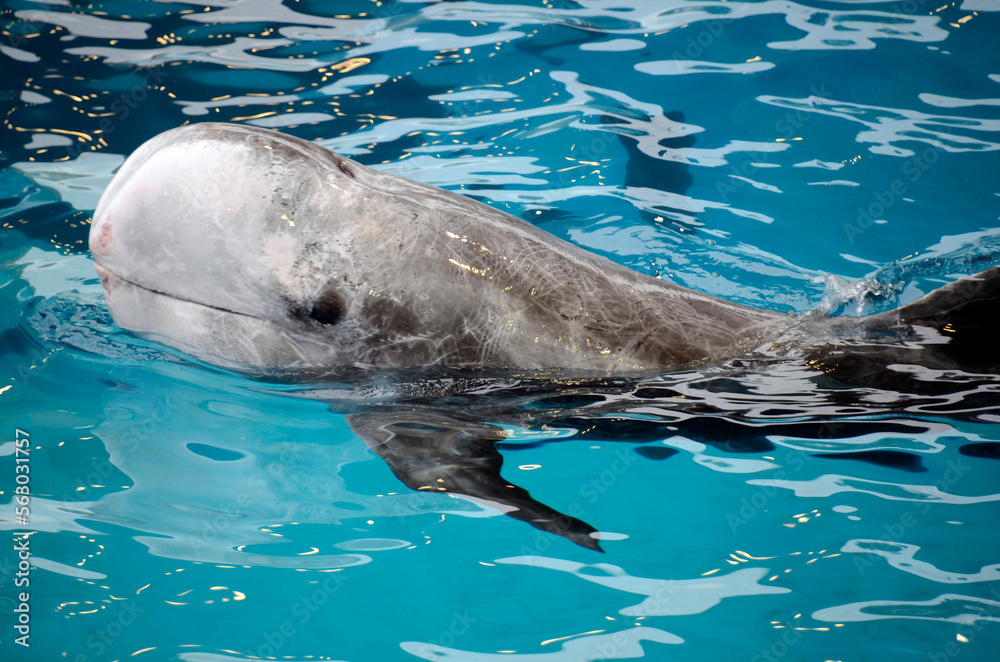 Fototapeta premium イルカ