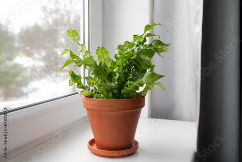 Slika na platnu Houseplant The Bird's Nest Fern or Asplenium nidus the newer cultivar called Crispy Wave on home window sill indoors in daylight