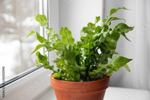 Obraz na plátně Houseplant The Bird's Nest Fern or Asplenium nidus the newer cultivar called Crispy Wave on home window sill indoors in daylight