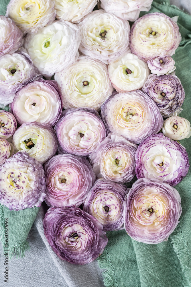 Ranunkel Blüten, Fatlay Frühling, Blume weiß lila Ranunkel Blüten, Fatlay Frühling, Blume weiß lila