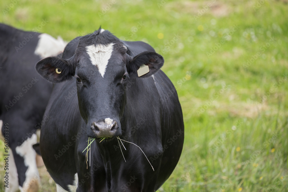 Holstein cow standing in a green field easting grass. Dairy cow. Holstein. Holstein cow. Agriculture. Dairy farm. Animal. Bovine. Countryside. Domestic. Livestock. Cow. Holstein cow standing in a green field easting grass. Dairy cow. Holstein. Holstein cow. Agriculture. Dairy farm. Animal. Bovine. Countryside. Domestic. Livestock. Cow.