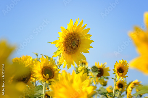 Yellow sunflower raising above a field of sunflowers