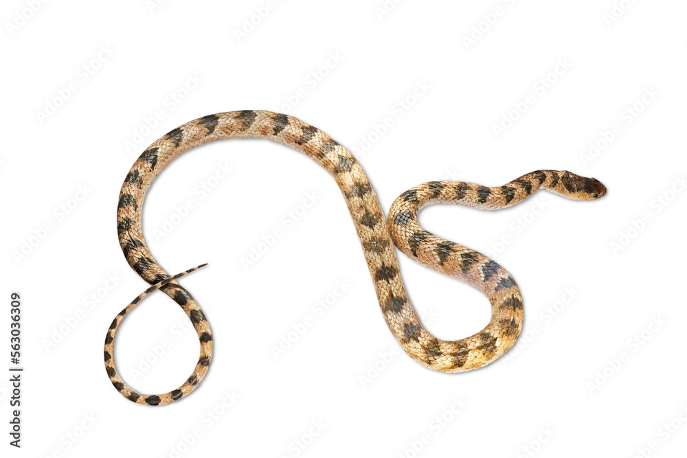 venomous striped snake is isolated on a white background venomous striped snake is isolated on a white background
