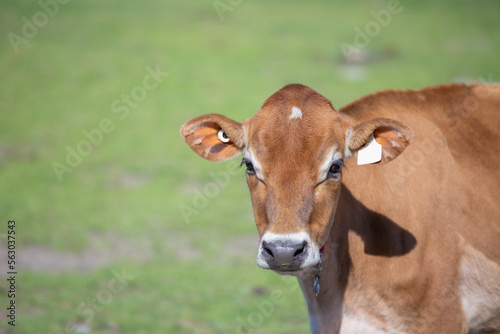 Jersey cow heifer standing in a green field on a dairy farm on a bright sunny summer day. 