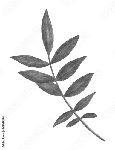 Marigold Black and White Leaves Isolated on White Background. Marigold Flower Element Drawn by Pencil.