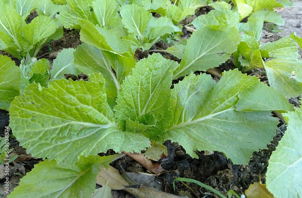 Fototapeta premium lettuce growing in the garden