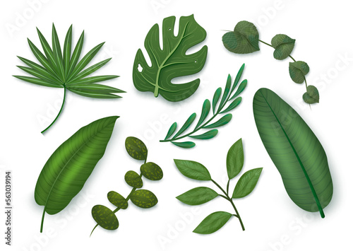 Leaves element vector set. Leaf green elements isolated for summer and spring background design. Vector illustration plant element collection.
