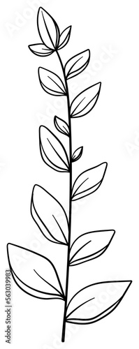 繊細な植物や花のボタニカルイラスト　ベクター素材