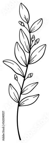 繊細な植物や花のボタニカルイラスト　ベクター素材