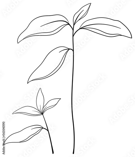 繊細な植物や花のボタニカルイラスト　ベクター素材