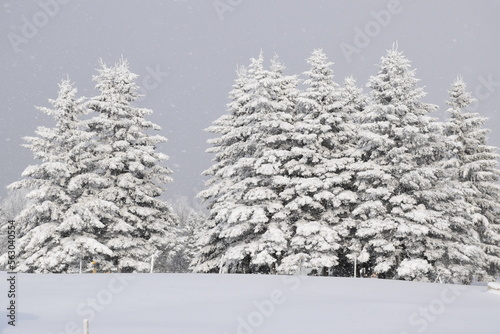 Wallpaper Mural A frosty forest, Sainte-Apolline, Québec, Canada Torontodigital.ca