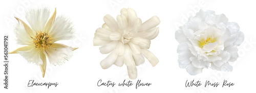 White flowers cutout png transparent, Elaeocarpus, Cactus, Moss Rose