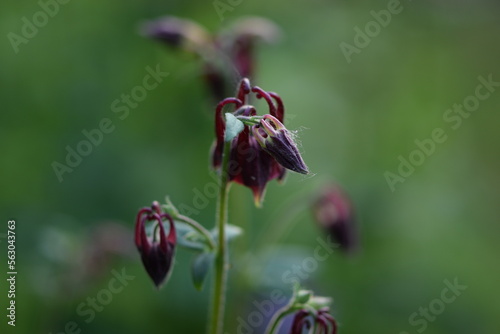Aquilegia red flowers, blurred background with copy space. Selective focus. Close-up.