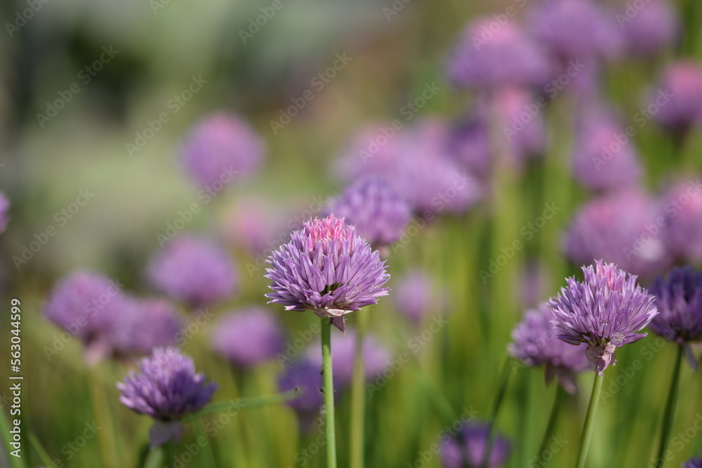 Chives blooming in garden, allium flowers. Chives blooming in garden, allium flowers.