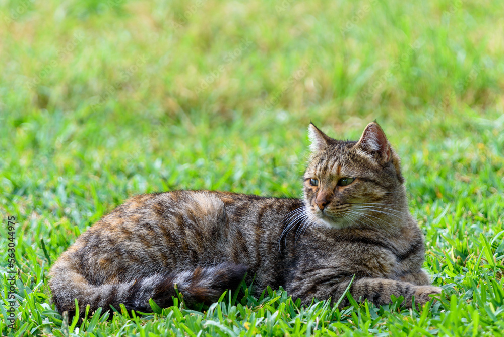 Аn important, pensive cat lies on a green meadow Аn important, pensive cat lies on a green meadow