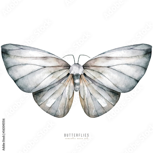 Black and white butterflies watercolor illustration. Plants and wildlife