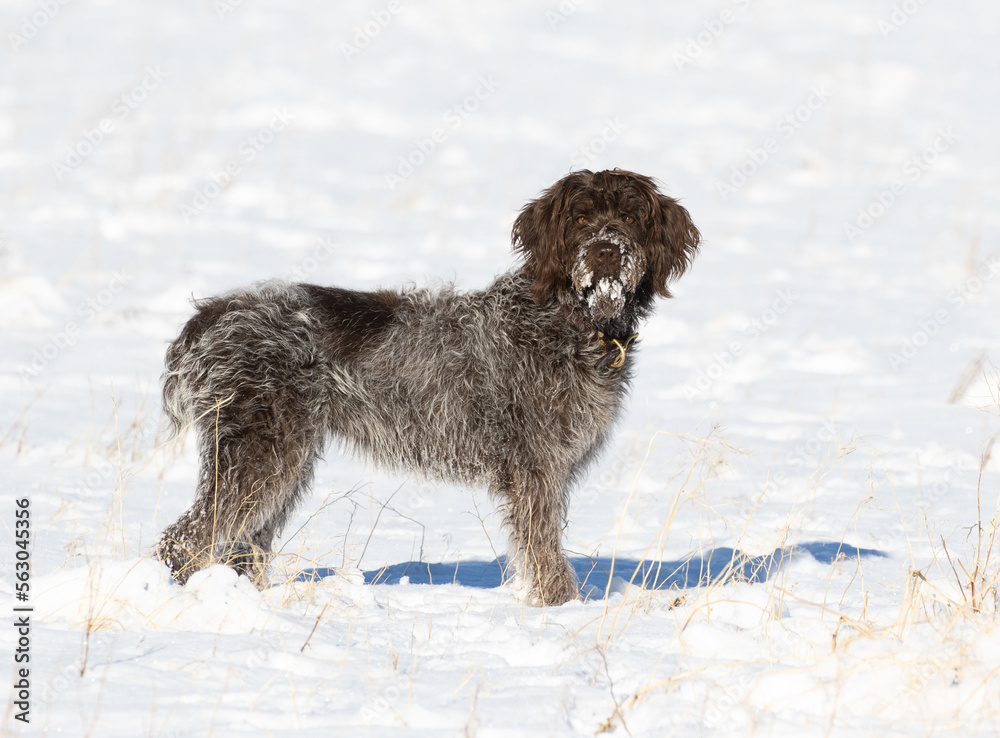 wirehaired pointing griffon
