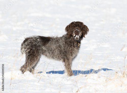 Obraz na płótnie wirehaired pointing griffon w salonie
