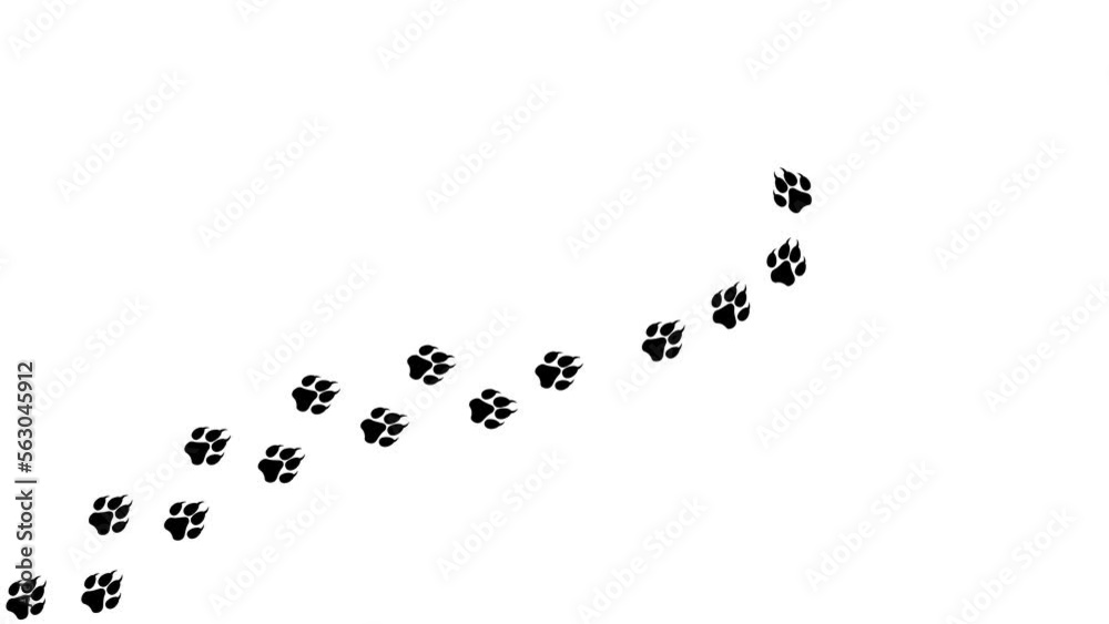 Loop animation of the black silhouette of the footprints of a dog. Cartoon funny wolf print along the path. Trajectories that follow the path of movement. Animation of dog paw prints on a white backg Loop animation of the black silhouette of the footprints of a dog. Cartoon funny wolf print along the path. Trajectories that follow the path of movement. Animation of dog paw prints on a white backg