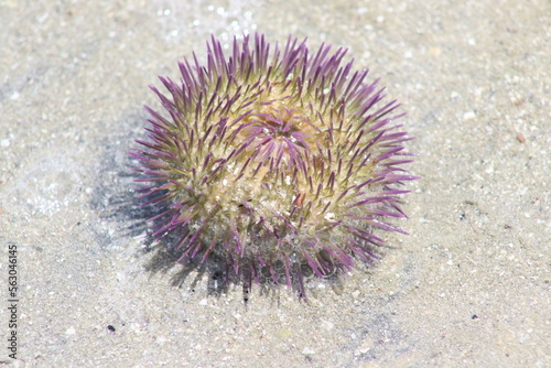 Green sea urchin. Scientific name: Lytechinus variegatus. Madre de Deus Beach, Bahia - Brazil.