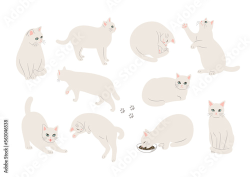 白猫のいろいろなポーズのイラスト