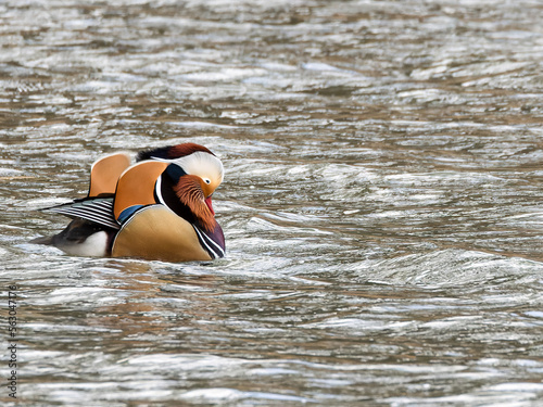 Male mandarin duck 