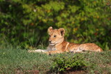 Cute lion cub resting on a small hill, bushes at backgroound