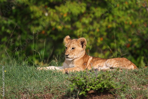 Cute lion cub resting on a small hill  bushes at backgroound
