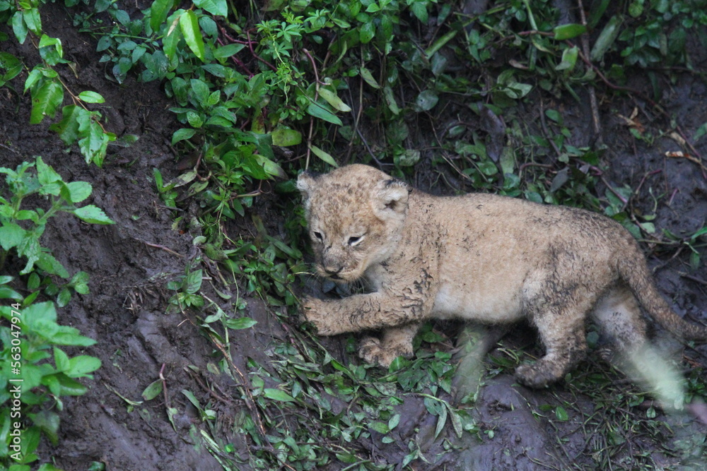 Obraz premium Two newborn dirty lion cubs hidden by ther Mom the lioness in a deep mud den 