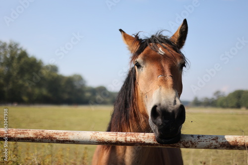 Płaczący koń, koń na łące, zwierzę, ssak. Horse. #563047938