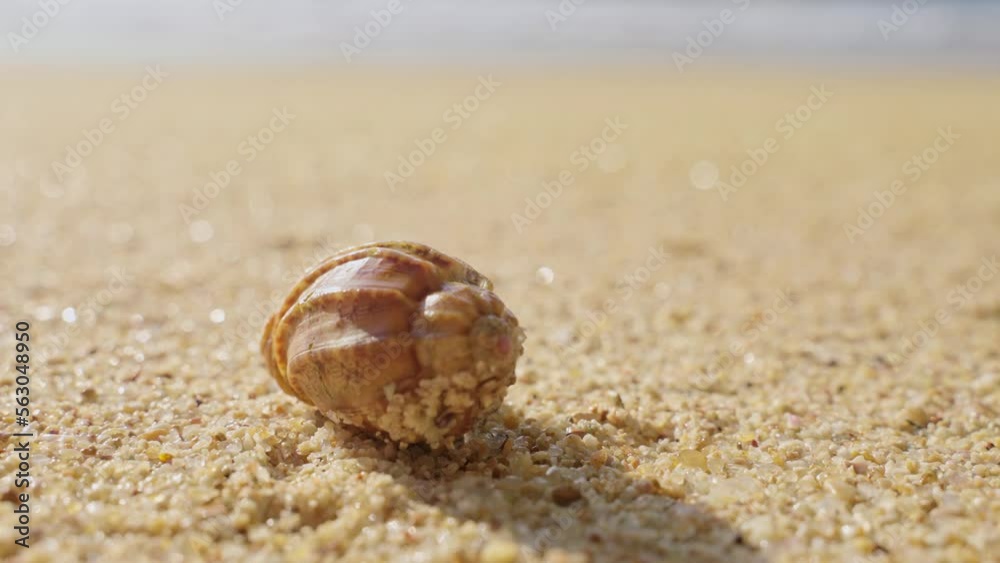Little Hermit crab on beach sand waves. Hermit crab hiding inside of shell Little Hermit crab on beach sand waves. Hermit crab hiding inside of shell