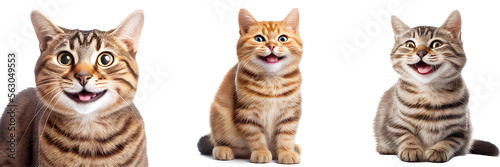 cute cat for decorating projects Transparent background. generative AI