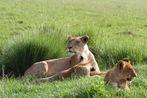Lioness with her cub resting in green grass