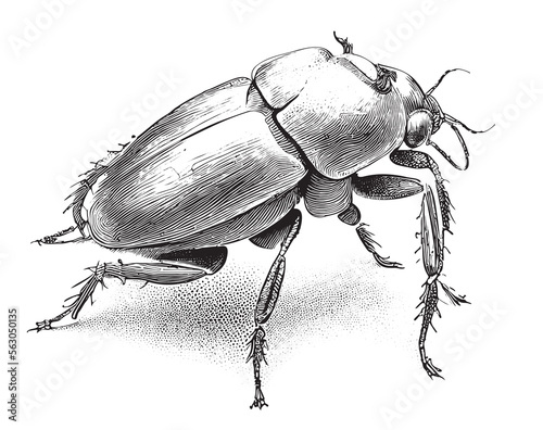 Beetle insect hand drawn engraving sketch Vector illustration