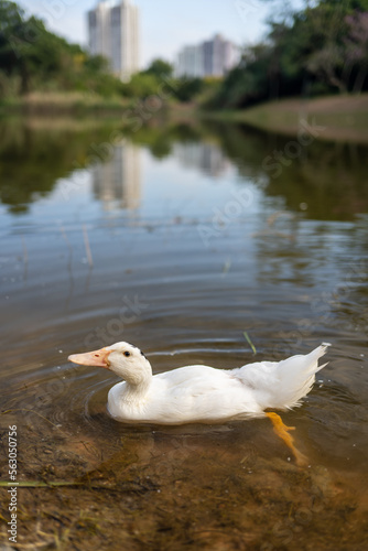 white duck in the city