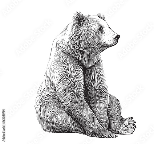 Fototapeta Cute bear animal sitting hand drawn engraving sketch Vector illustration