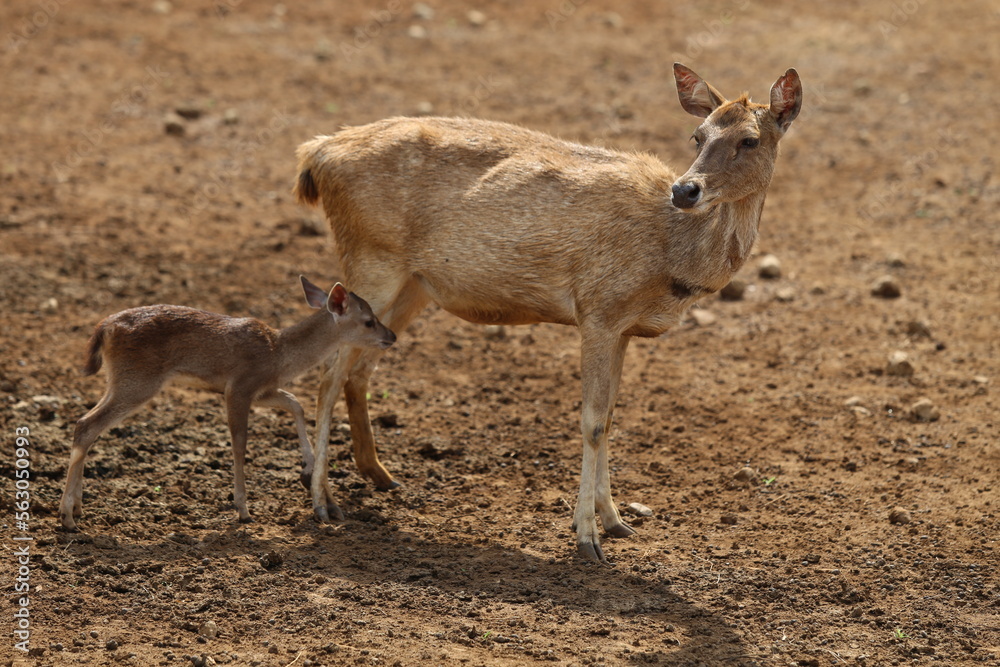 Rusa Timor (Cervus timorensis or Rusa timorensis) at the Citra Satwa Celebes Zoo. Gowa Regency, Indonesia Rusa Timor (Cervus timorensis or Rusa timorensis) at the Citra Satwa Celebes Zoo. Gowa Regency, Indonesia