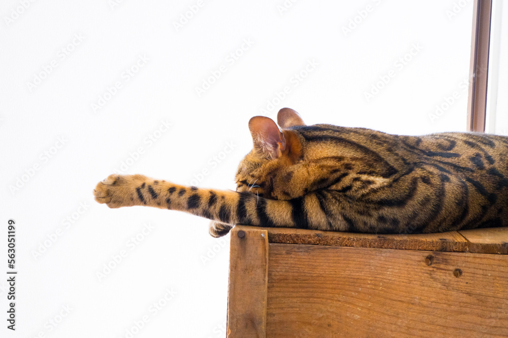 りんご箱で寝るベンガル猫 りんご箱で寝るベンガル猫