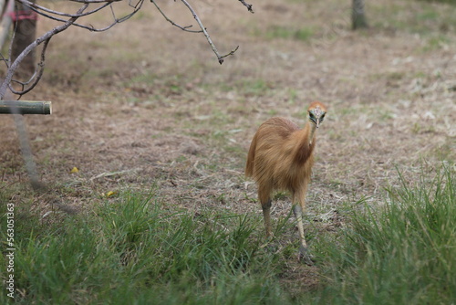cassowary chick. The amazing Cassowary from Indonesia photo