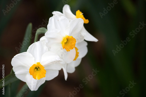 Yellow and white daffodil