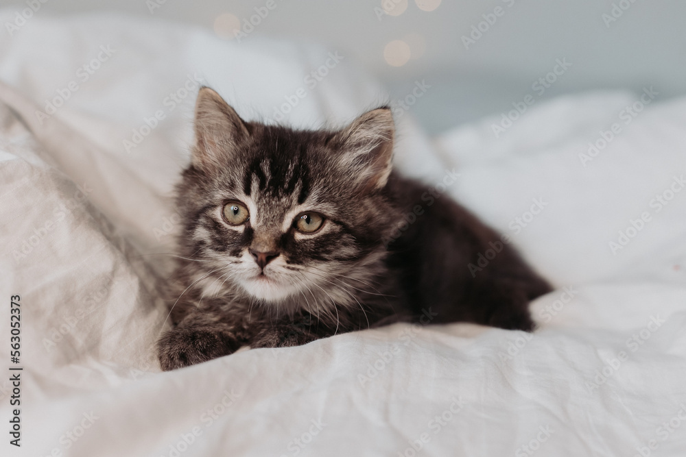 a cute gray kitten is lying in a white bed in a Santa hat with red Christmas gifts. Christmas card, symbol of the year