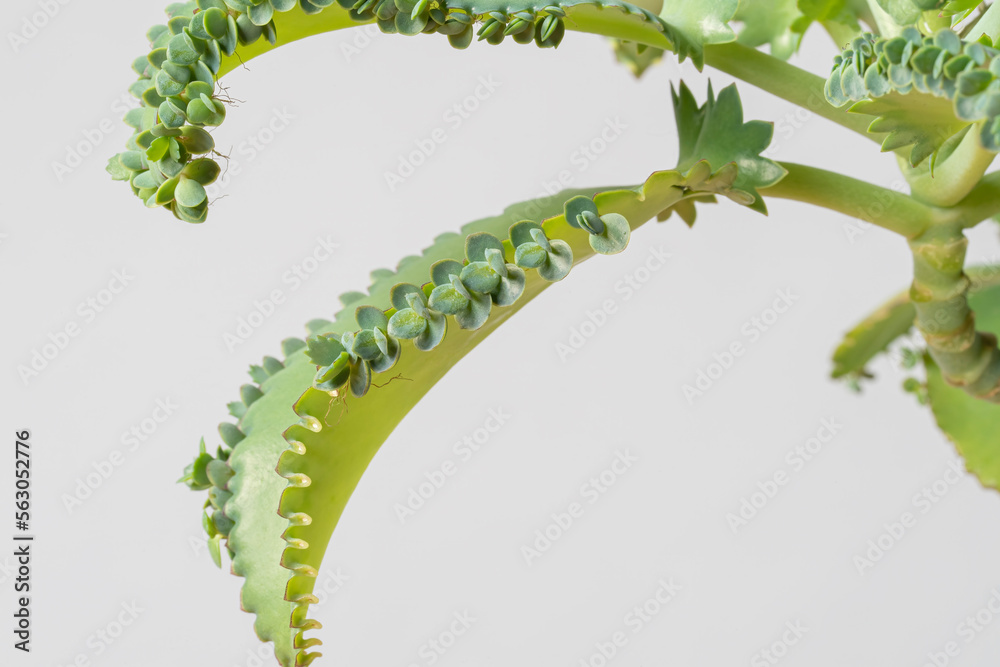 Naklejka premium Closeup of new growth on mother of a thousand houseplant