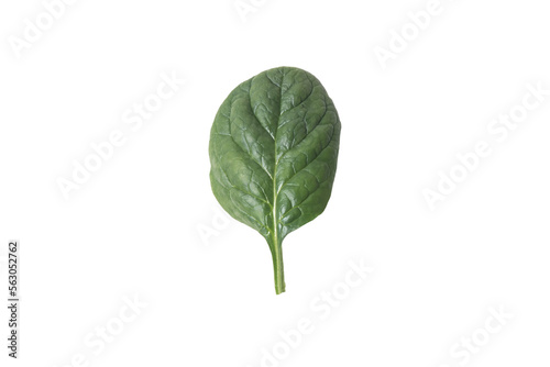 isolated leaf of spinich photo