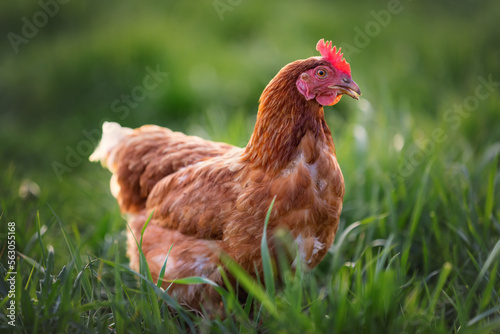 happy free range organic chicken in the meadow enjoying  © Jacqueline Anders